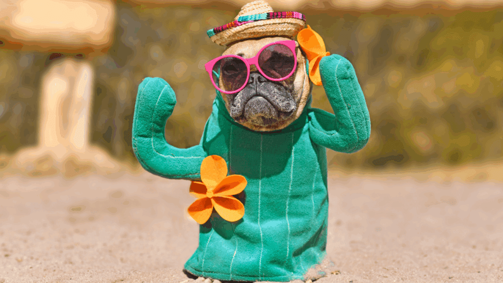 Pet-o-ween or talent show