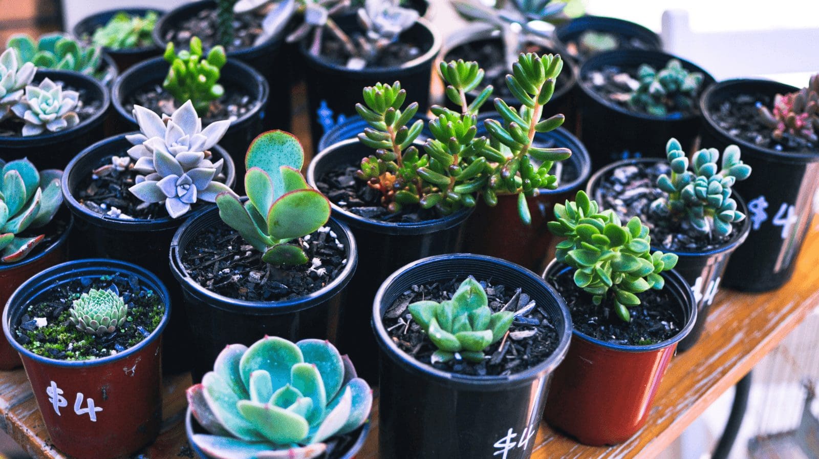 Plant sale