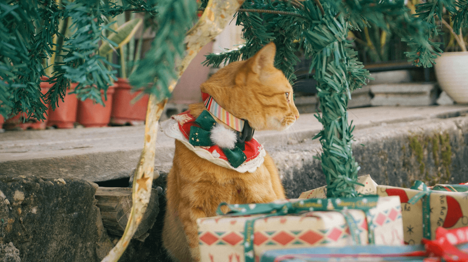 Pet lover's paradise 
