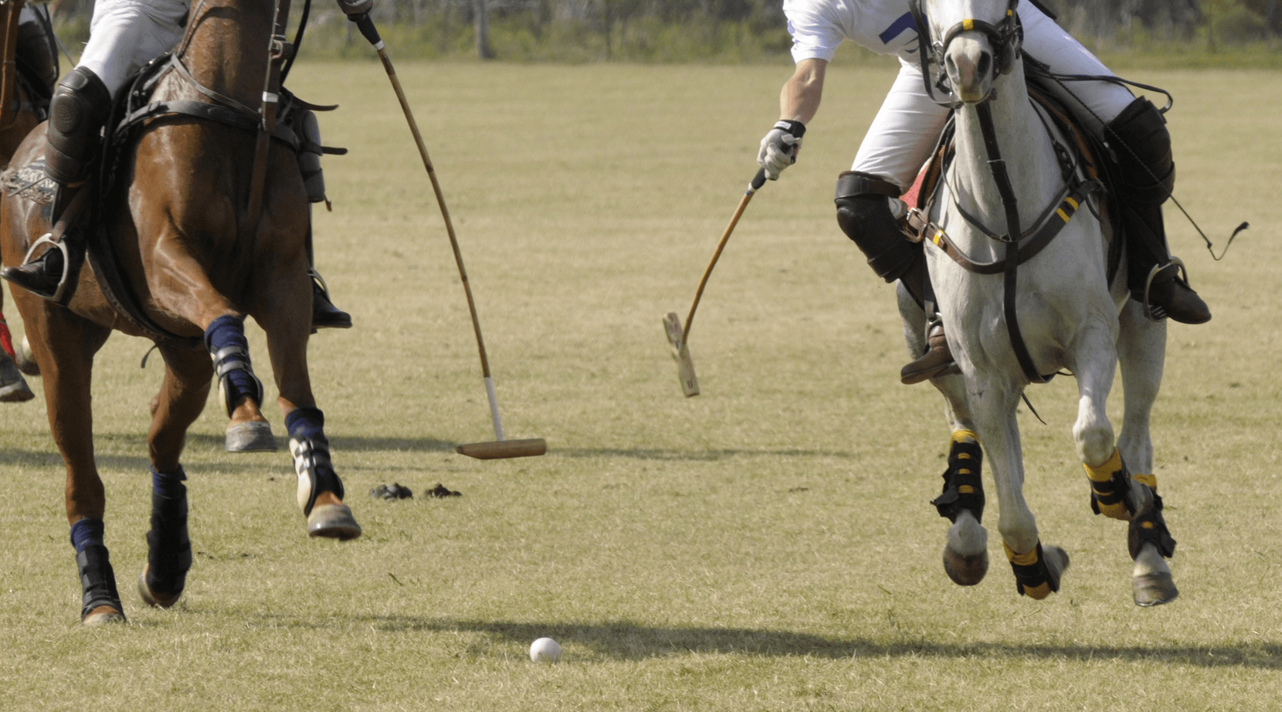 daytime polo match with a garden party