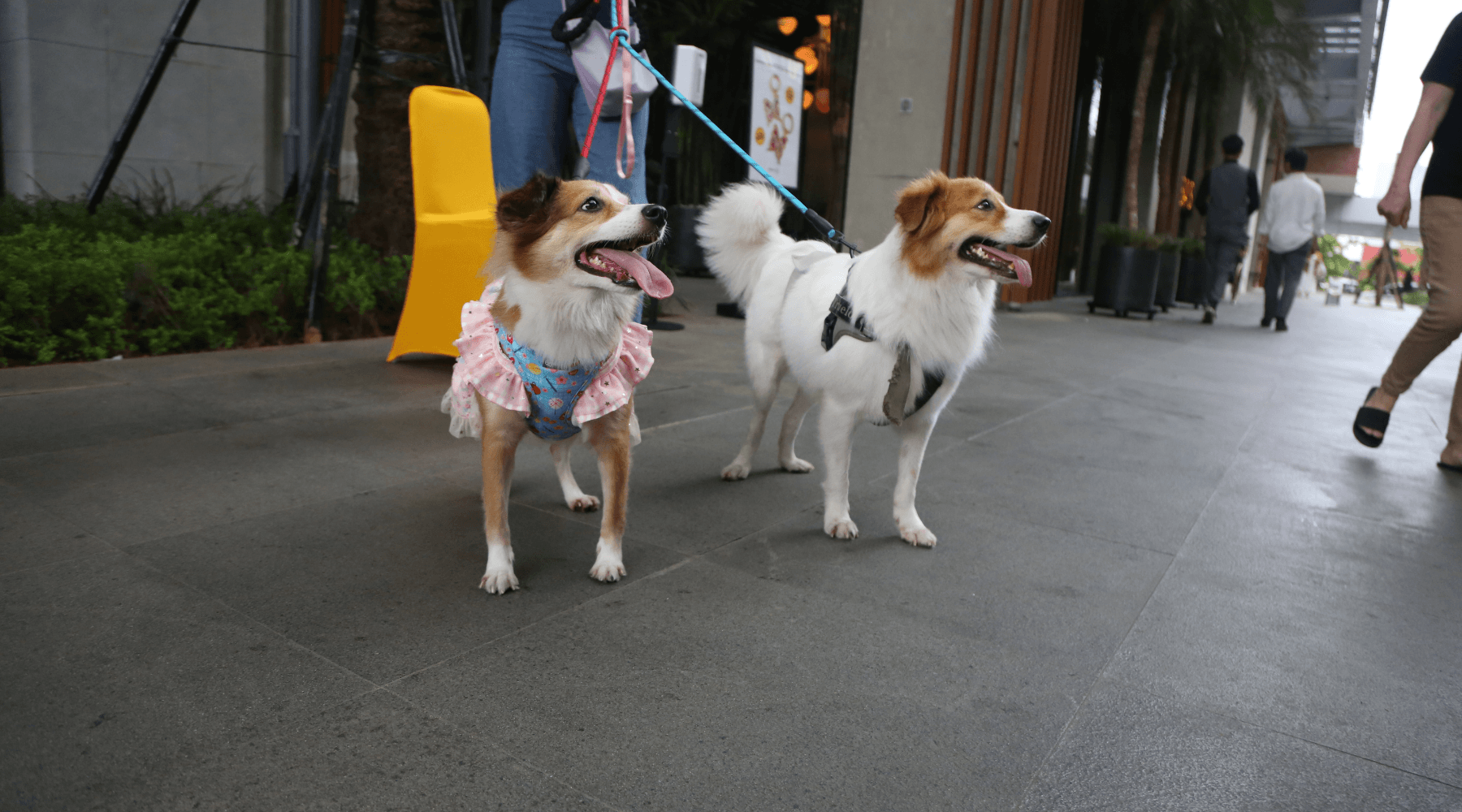 Pet owners will jump at any chance